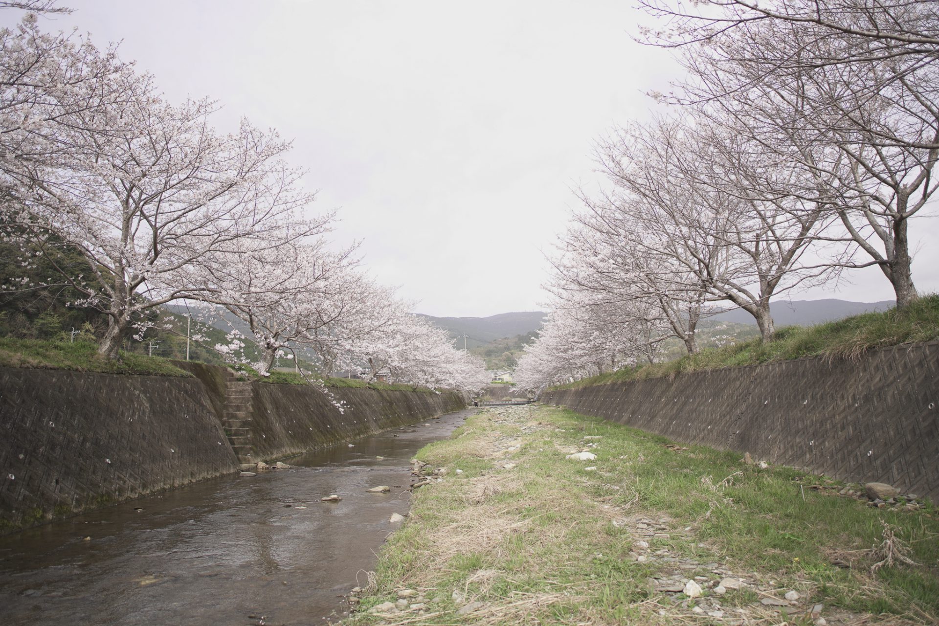 ことこと 長崎市琴海地区の情報発信 3月26 27日 第10回琴海花まつりが開催されます